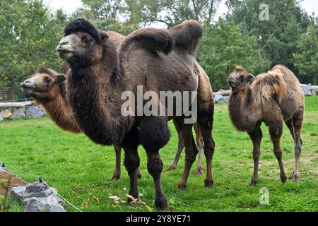 Vyskov, Tschechische Republik. Oktober 2024. Baktrisches Kamel, Camelus bactrianus, Kalb (rechts) mit seinen Eltern im Zoo von Vyskov, 7. Oktober 2024. Quelle: Vaclav Salek/CTK Photo/Alamy Live News Stockfoto