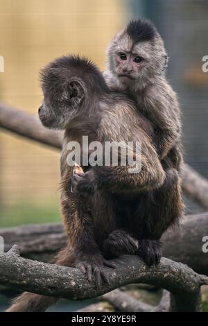 Vyskov, Tschechische Republik. Oktober 2024. Ein junger Guayananer Weeper Kapuziner hält seine Mutter im Zoo von Vyskow, 7. Oktober 2024. Quelle: Vaclav Salek/CTK Photo/Alamy Live News Stockfoto