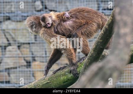 Vyskov, Tschechische Republik. Oktober 2024. Ein junger Guayananer Weeper Kapuziner hält seine Mutter im Zoo von Vyskow, 7. Oktober 2024. Quelle: Vaclav Salek/CTK Photo/Alamy Live News Stockfoto