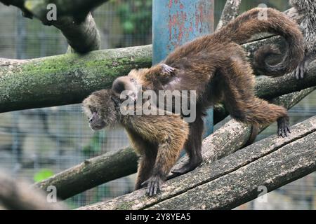 Vyskov, Tschechische Republik. Oktober 2024. Ein junger Guayananer Weeper Kapuziner hält seine Mutter im Zoo von Vyskow, 7. Oktober 2024. Quelle: Vaclav Salek/CTK Photo/Alamy Live News Stockfoto