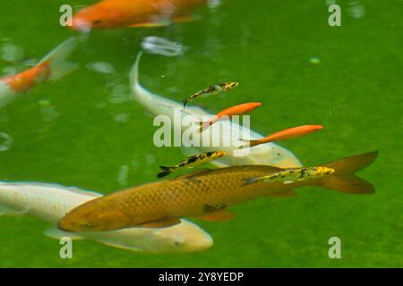 Vyskov, Tschechische Republik. Oktober 2024. Farbkarpfen, Cyprinus carpio f. Koi, im Zoo Vyskov, 7. Oktober 2024. Quelle: Vaclav Salek/CTK Photo/Alamy Live News Stockfoto