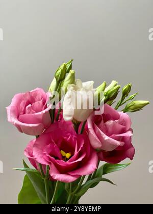 Frische rosafarbene Eustoma-Blüten Stockfoto