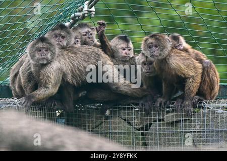 Vyskov, Tschechische Republik. Oktober 2024. Eine Gruppe von Guayanan Weeper Kapuzinern, die mit ihren Jugendlichen im Zoo von Vyskow am 7. Oktober 2024 in Besitz waren. Quelle: Vaclav Salek/CTK Photo/Alamy Live News Stockfoto