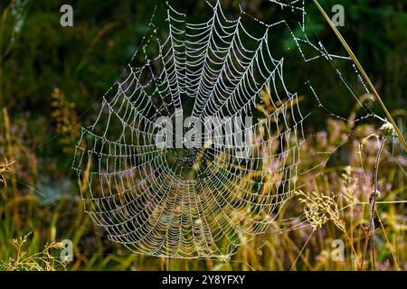 Spinnennetz bedeckt mit Tautropfen an einem Herbstmorgen Stockfoto