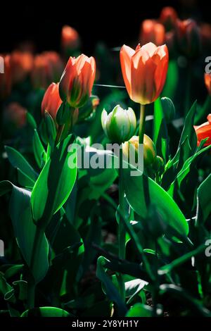 Rote und gelbe Tulpenfelder in den Gärten der Villa Taranto am Lago Maggiore, Italien Stockfoto