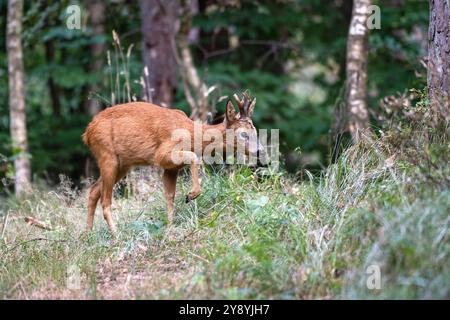 Rehbock, mittlerer , junger herangeblattet Rehbock jung, mittlerer herangeblattet Rehbock herangeblattet *** Rehbock, Medium, jung, jung und blättrig Stockfoto