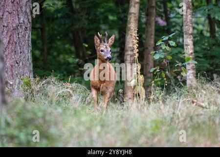 Rehbock, mittlerer , junger herangeblattet Rehbock jung, mittlerer herangeblattet Rehbock herangeblattet *** Rehbock, Medium, jung, jung und blättrig Stockfoto