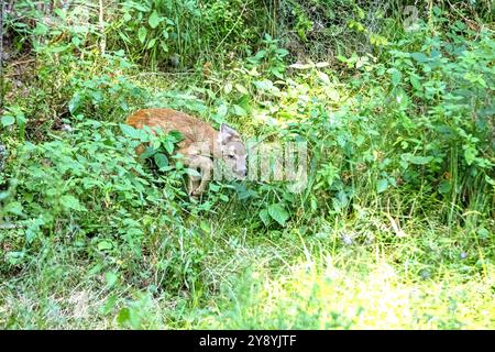 Rehkitz im Wald zum Teich Rehkitz Ende Juli am Teich Reh auf dem Weg zum Teich *** Rehkitz im Wald zum Teich Rehkitz Ende Juli am Teich Stockfoto