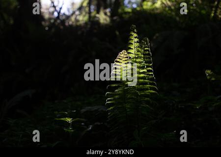 Hintergrundbeleuchtete Farnwedel, beleuchtet von verdunkeltem Sonnenlicht in einem schattigen Wald, schaffen dramatischen Kontrast und eine ruhige, stimmungsvolle Waldszene. Stockfoto