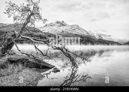 Schwarz-weiß-Bild einer skulpturierten Weide am Silsersee, Engadine, Schweiz Stockfoto