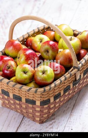 Ein Weidenkorb voller frisch gepflückter Äpfel Stockfoto