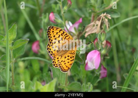 Dunkelgrüner Fritillary männlich - Speyeria aglaja Stockfoto