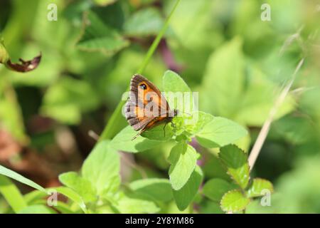 Gatekeeper oder Hedge Brown Butterfly männlich - Pyronia tithonus Stockfoto