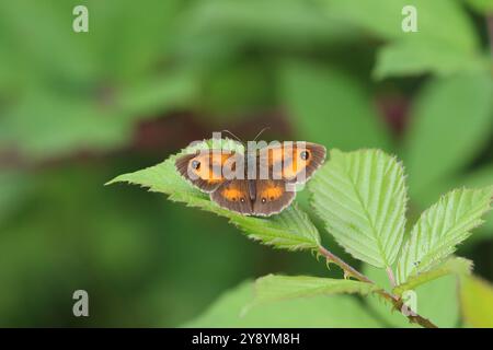 Gatekeeper oder Hedge Brown Butterfly männlich - Pyronia tithonus Stockfoto