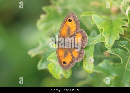 Gatekeeper oder Hedge Brown Butterfly männlich - Pyronia tithonus Stockfoto