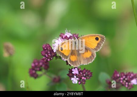 Gatekeeper oder Hedge Brown Butterfly Weibchen - Pyronia tithonus Stockfoto