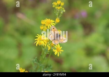 Gatekeeper oder Hedge Brown Butterfly männlich - Pyronia tithonus Stockfoto