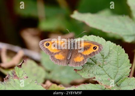 Gatekeeper oder Hedge Brown Butterfly männlich - Pyronia tithonus Stockfoto