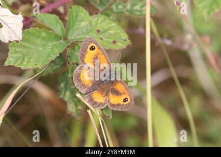 Gatekeeper oder Hedge Brown Butterfly männlich - Pyronia tithonus Stockfoto