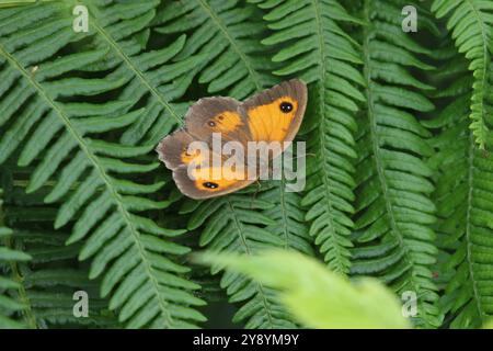 Gatekeeper oder Hedge Brown Butterfly Weibchen - Pyronia tithonus Stockfoto