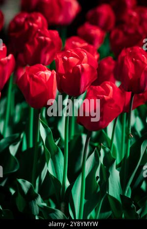 Rote Tulpenfelder in den Gärten der Villa Taranto am Lago Maggiore, Italien Stockfoto