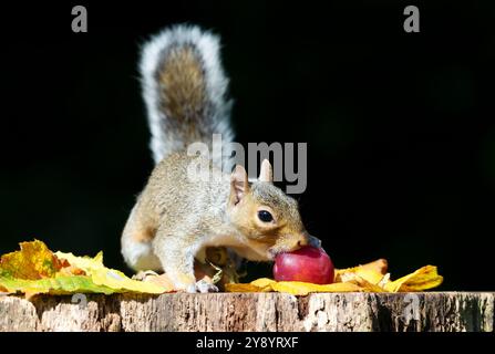 Porträt eines grauen Eichhörnchens, das rote Pflaume auf einem Baumstumpf isst, im Herbst, Großbritannien. Stockfoto