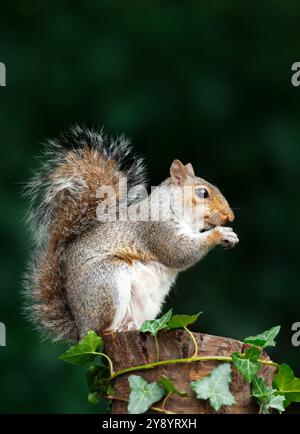 Porträt eines grauen Eichhörnchens, das Nuss auf einem Baumstumpf isst, Großbritannien. Stockfoto
