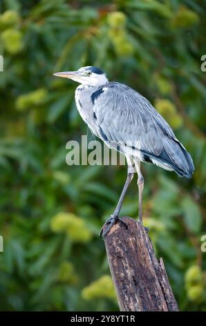 Porträt eines grauen Reihers auf einem Baumstamm vor buntem Hintergrund, Großbritannien. Stockfoto