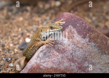 Atlantische Echse (Gallotia atlantica) braun mit grünen Flecken, Blick über einen Stein Stockfoto