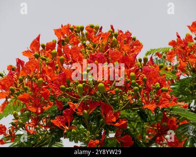 Rote Blumen des königlichen poinciana im Sommer in guadeloupe. Delonix regia, tropischer blühender Baum in Blüte, auch Flamme des Waldes genannt Stockfoto