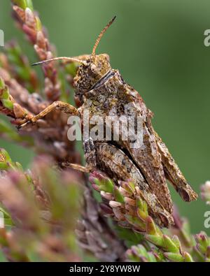 Gewöhnlicher Erdhopper (Tetrix undulata) auf Heidekraut. Tipperary, Irland Stockfoto