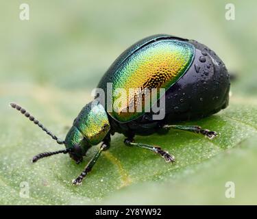 Weiblicher Grüner Dock-Käfer (Gastrophysa viridula) voller Eier. Tipperary, Irland Stockfoto