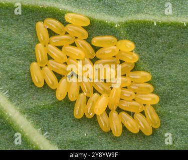 Green Dock Beetle Eies (Gastrophysa viridula). Tipperary, Irland Stockfoto