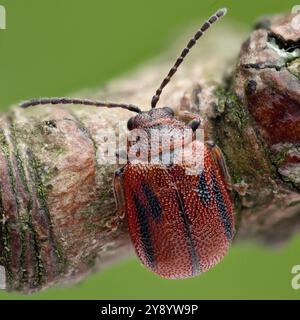 Weißdornblattkäfer (Lochmaea crataegi) auf Weißdornzweig Stockfoto