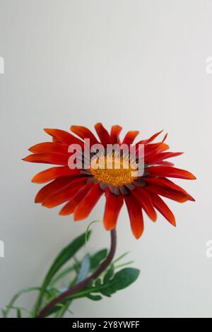 Buntes Gazania Vertical, Gazania mit roten, orangen und braunen Blüten, gelben Staubblättern und grünen Blättern, Blumenkopf Makro, blühende Blume, Schönheit Stockfoto