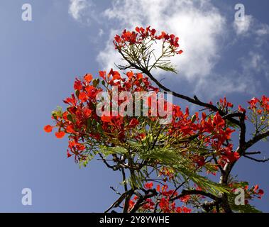 Delonix regia, blühende königliche poinciana mit roten Blumen und blauem Himmel Hintergrund. Niederwinkelansicht von in Blüte befindlichen Flammenästen Stockfoto