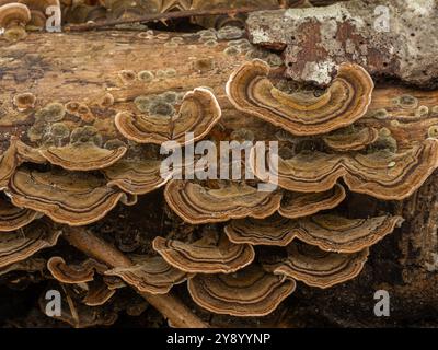 Eine Gruppe von truthahnschwanzpilzen (Trametes versicolor), die auf einem verrottenden Stamm wachsen Stockfoto