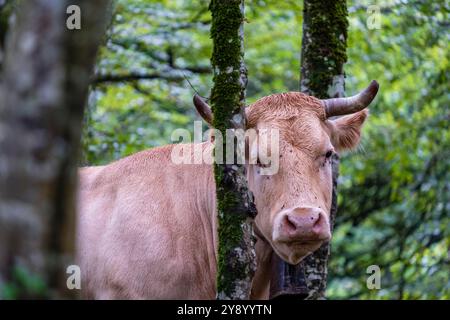 Pyrenäenkuh im Inneren des Buchenwaldes, Belagua-Tal, Isaba, Navarra, Spanien, Europa Stockfoto