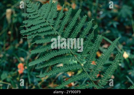 Farn im Wald. Textur von grünen Farnblättern, hochwertige, klare Makroaufnahmen. Unscharfer Hintergrund Stockfoto