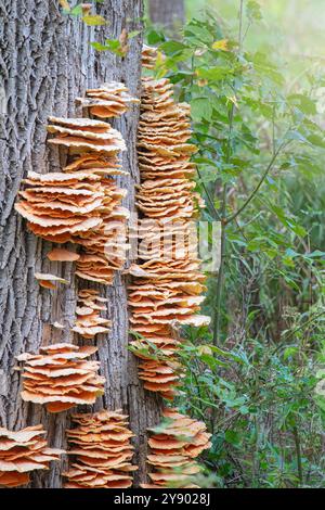 Große Gruppe von Pilzen auf einer alten Eiche in Pennsylvania Stockfoto