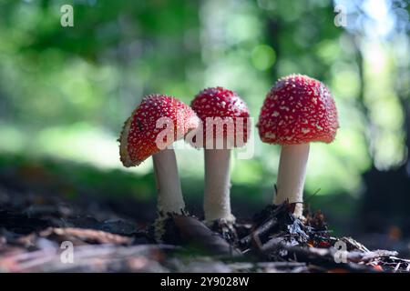 Drei Fliegenpilze (Amanita muscari) im Sommerwald. Rothaarige halluzinogene toxische Pilze aus nächster Nähe Stockfoto