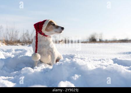 White Jack russel Terrier Welpe in warmen weihnachtsmanns Hut auf verschneiten Feld bei Sonnenaufgang. Grußkarte zu Weihnachten und Neujahr Stockfoto