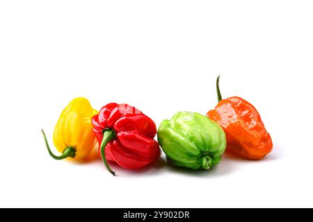 Gereifte mehrfarbige Habanero-Paprika (Paprika chinense) isoliert auf weißem Hintergrund. Sehr heiße mexikanische Paprika Stockfoto