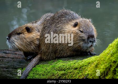 Zwei Coypus/Nutrias (Myocastor coypus), die auf einem Baumstamm in einem Teich ruhen, invasive Nagetiere in Europa, die in Südamerika heimisch sind Stockfoto