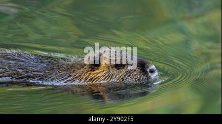 Coypu / Nutria (Myocastor coypus) schwimmend im Teich, invasive Nagetiere in Europa, heimisch in Südamerika Stockfoto