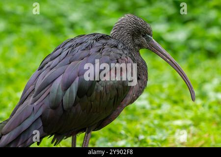 Hochglanz-Ibis (Plegadis falcinellus) im nicht-Zuchtgefieder im Herbst/Herbst Stockfoto