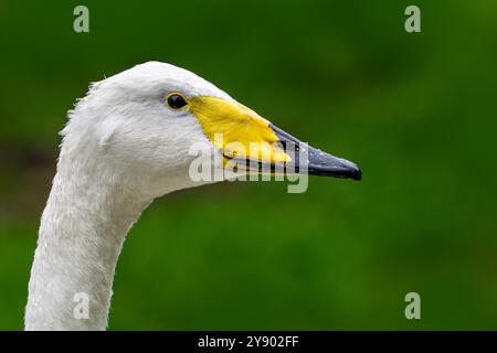 Singschwan / gewöhnlicher Schwan (Cygnus cygnus), Nahaufnahme des Kopfes Stockfoto