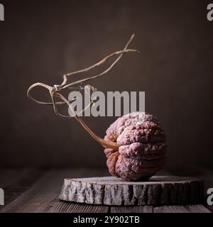 Erbstück japanischer Kürbis Schwarzer Futsu Kürbis auf hölzernem Schneidebrett Nahaufnahme Stockfoto