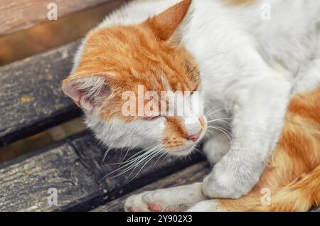 Die rot-weiße flauschige Katze liegt auf einer Holzbank. Niedliches Foto von der Hofkatze im Profil Stockfoto