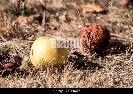 Gelbe und verfaulte Äpfel liegen auf dem Boden in der Herbstwiesen-Nahaufnahme Stockfoto